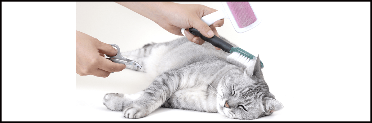 Gallery - Precious Pets Grooming Salon
