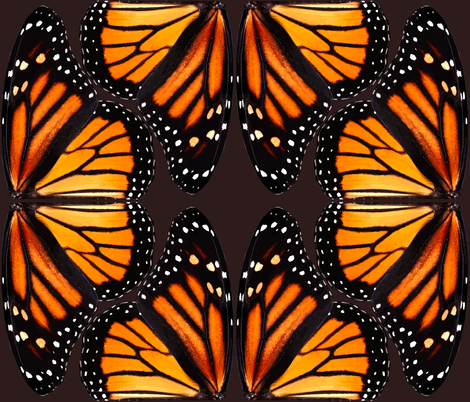 Monarch Butterfly Wing Patterns