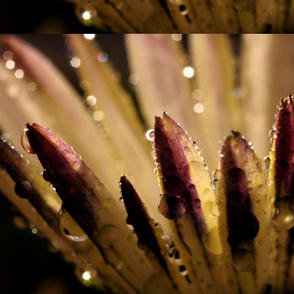 Snowcatcher Backlit Daisy