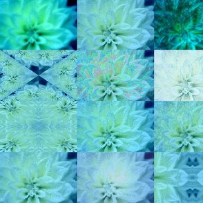 Snowcatcher Teal Dahlia