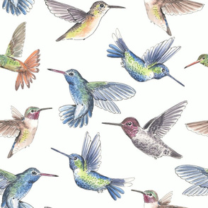 Tissu Colibri Papier Peint Emballage Cadeau Spoonflower