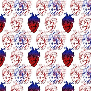 Anatomical Blue and Red Hearts extra-small scale