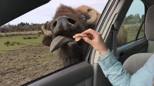 yak-stealing-food.gif