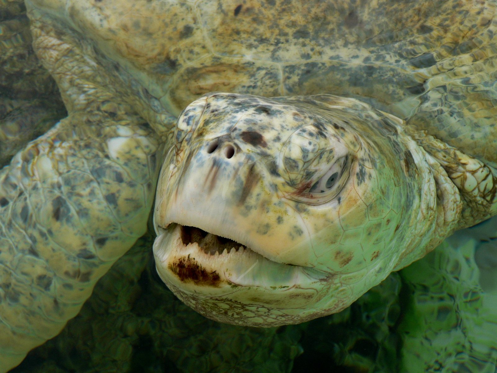 The Turtles Head