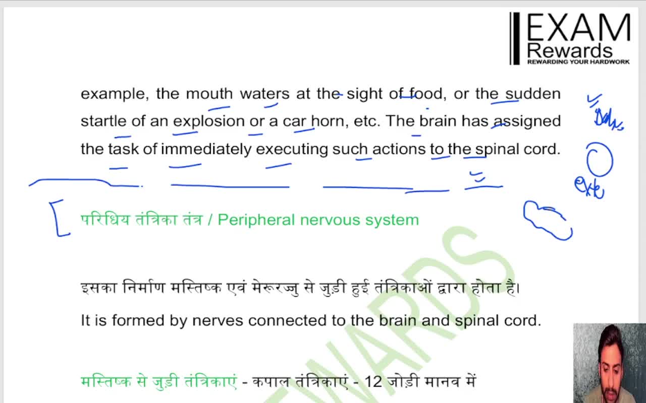 Nervous system (2)