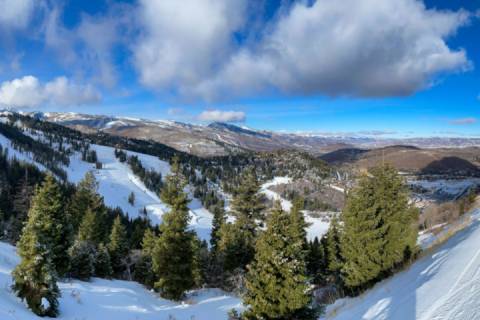 Timber Wolf 12A