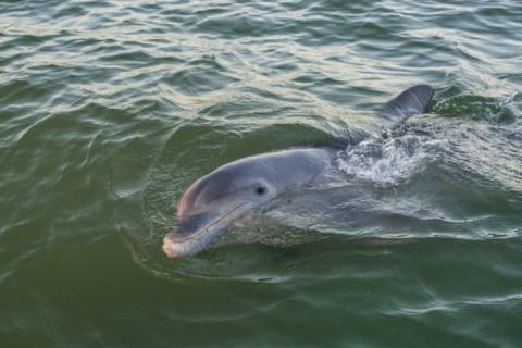 Shoalwater 403