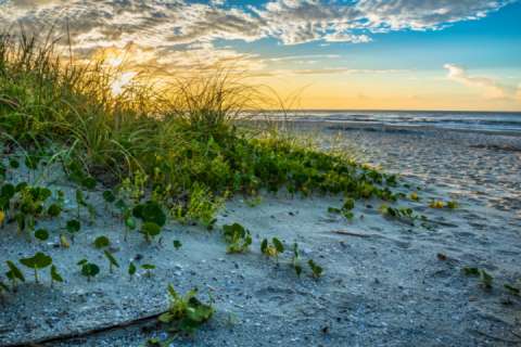 Cape Coddages II 202
