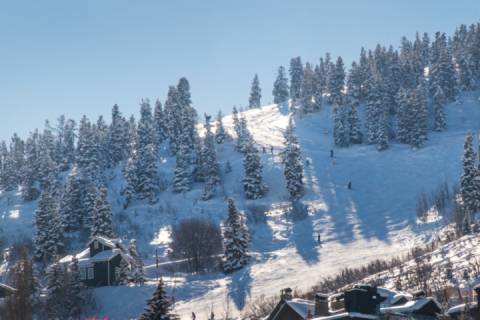 Timber Wolf 12A
