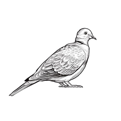 Mourning Dove Tattoo