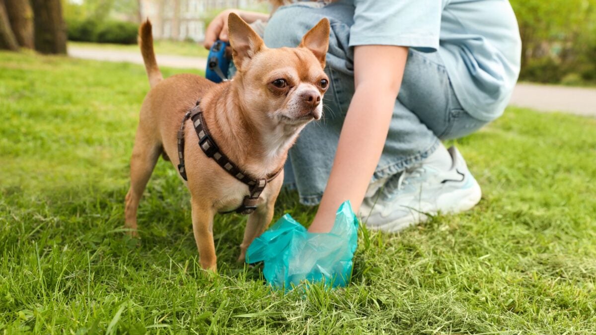 Scientists Found Something Unexpected in Pet Poop—and It’s Not Good