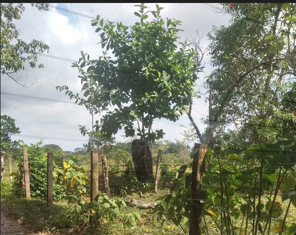 Lote en venta en Apiay, Villavicencio, 90456 m² · foto 3 de 5