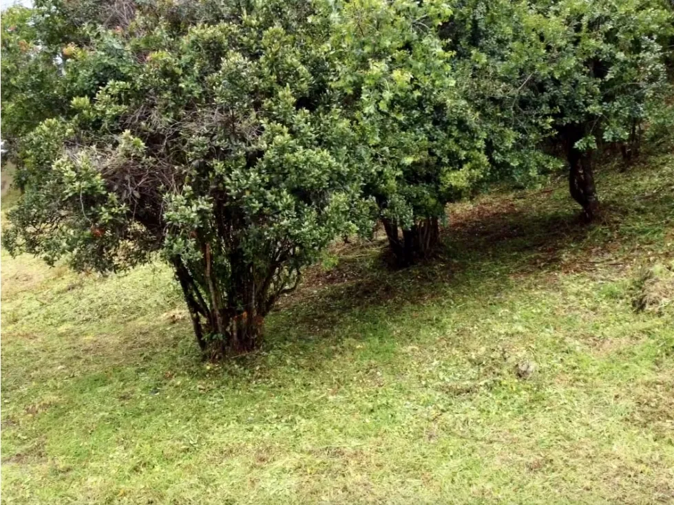 Lote en venta en El Salitre, La Calera, 1768 m² · foto 6 de 16