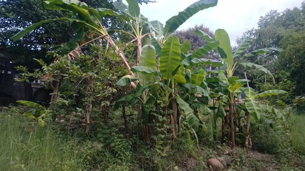 Finca en venta en Ricaurte, 133 m² · foto 21 de 24