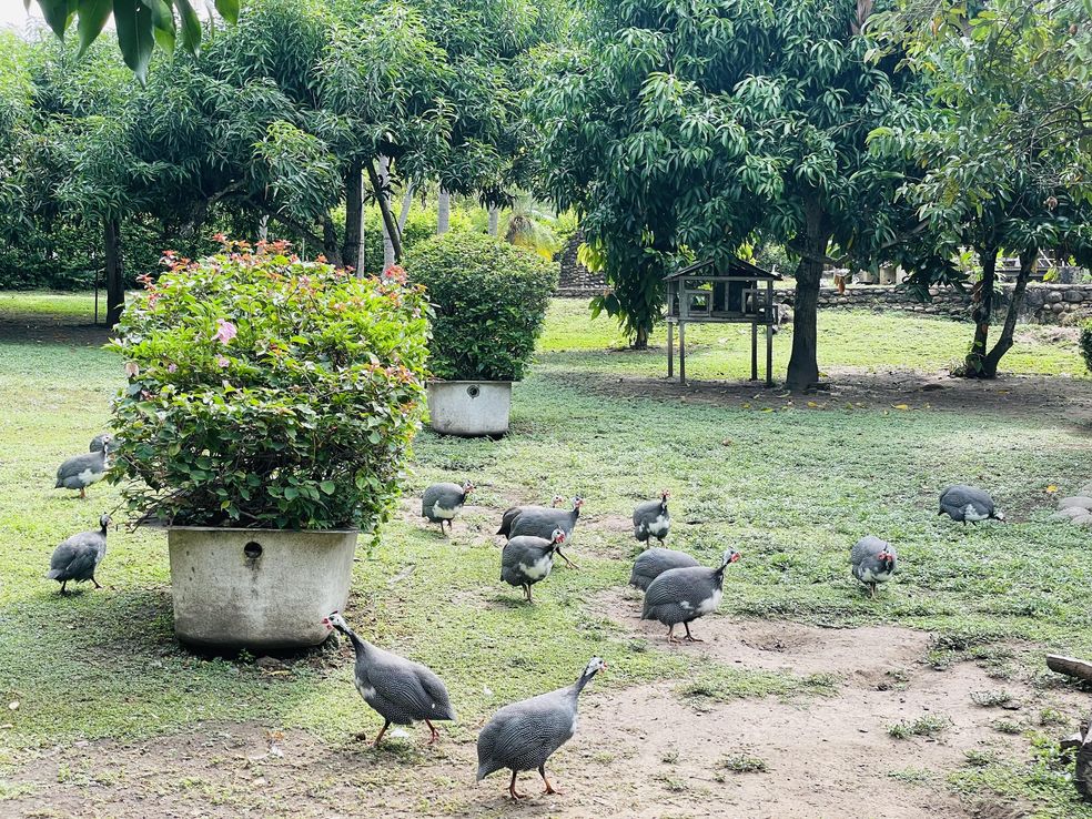 Finca en venta en Las Palmas, Ricaurte, 7690 m² · foto 9 de 24