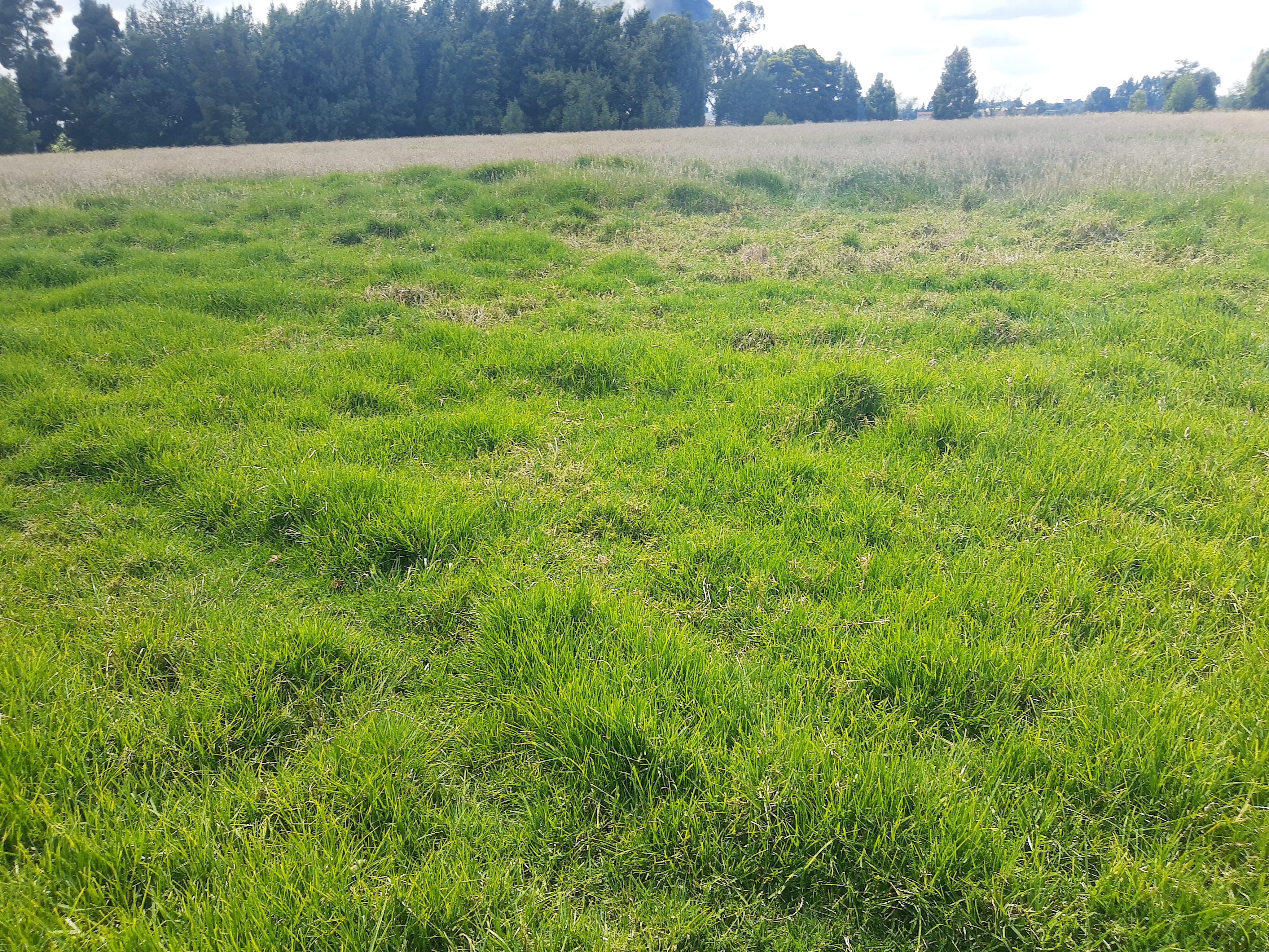 Lote en venta en Siberia, Cota, 44000 m² · foto 6 de 10