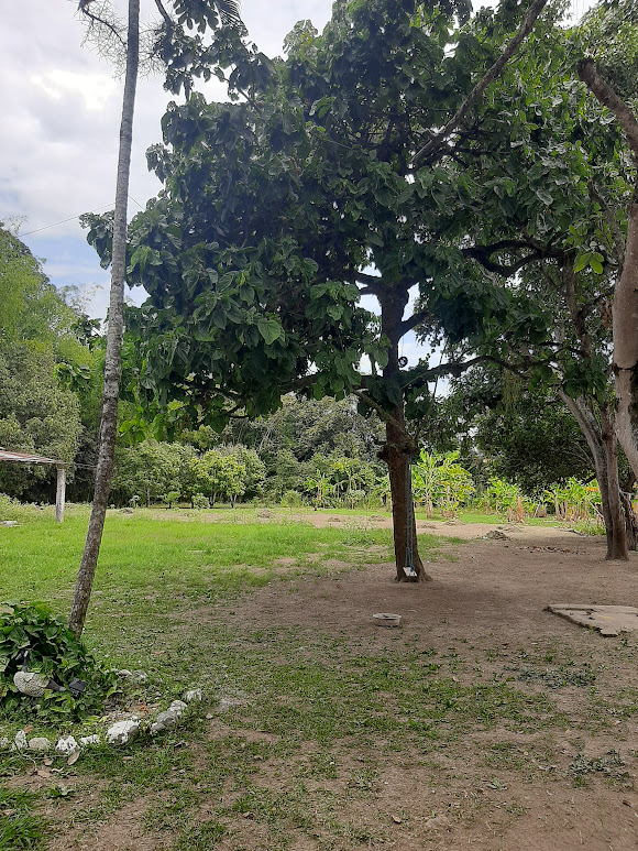 Finca en venta en Bolo - La Italia, Palmira, 6500 m² · foto 5 de 10