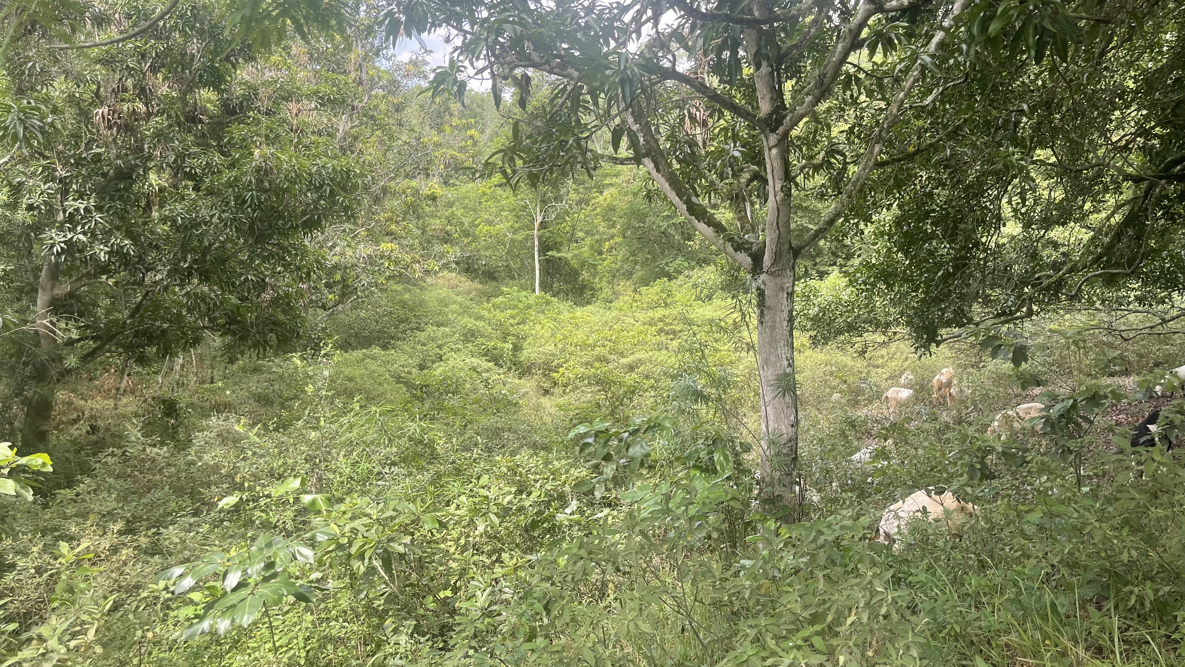 Finca en venta en San Antonio Del Carrizal, Girón · foto 9 de 9