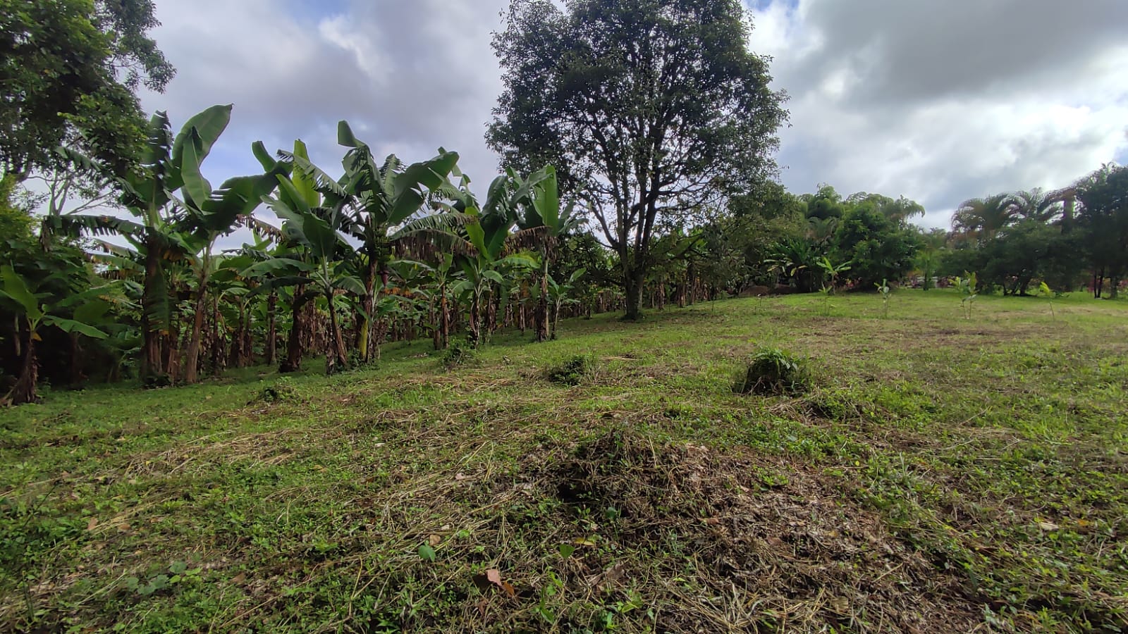Lote en venta en Pueblo Tapao, Armenia, 3122 m² · foto 12 de 16