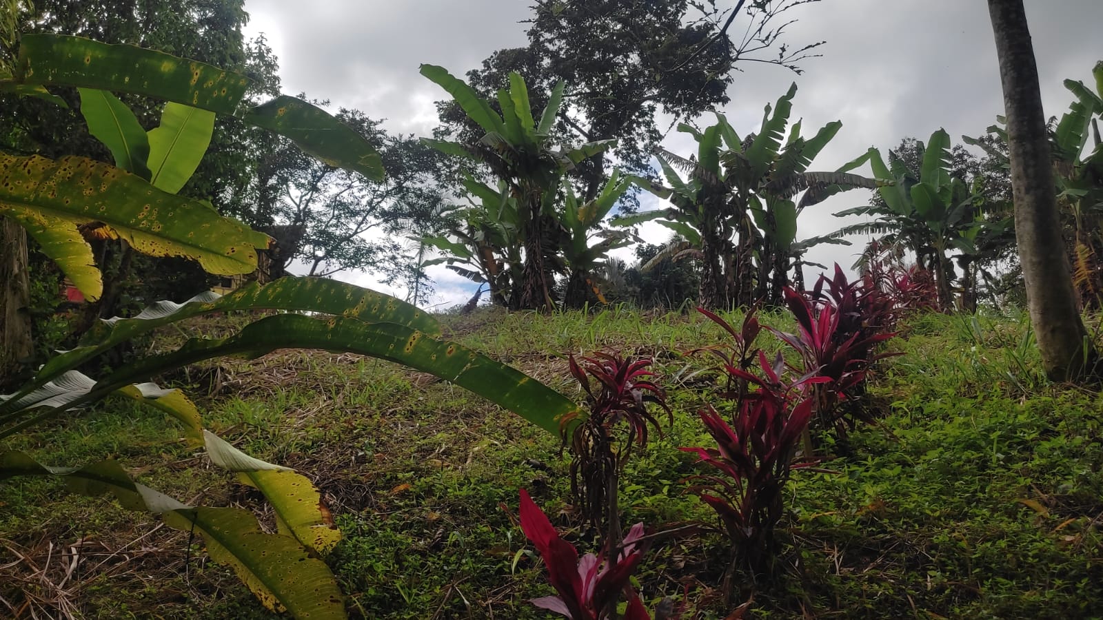 Lote en venta en Pueblo Tapao, Armenia, 3122 m² · foto 8 de 16