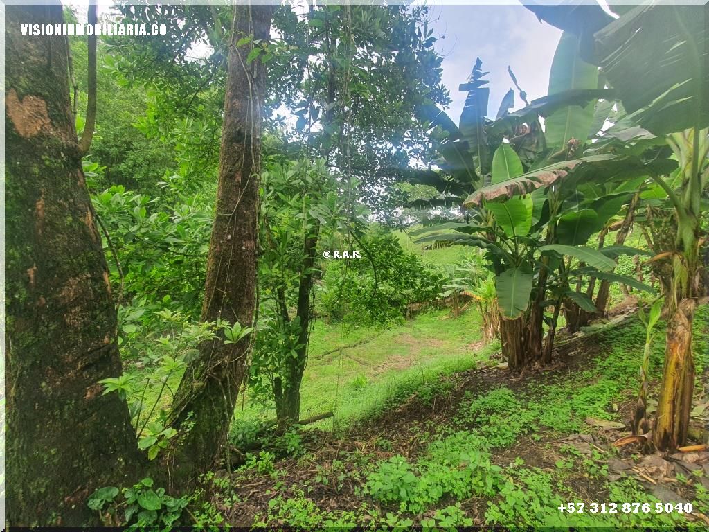 Lote en arriendo en Sector Plaza De Bolivar, Pereira, 5800 m² · foto 13 de 24