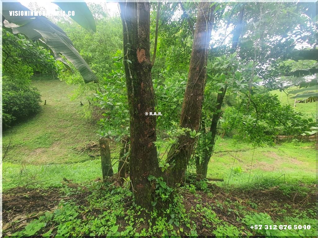 Lote en arriendo en Sector Plaza De Bolivar, Pereira, 5800 m² · foto 14 de 24
