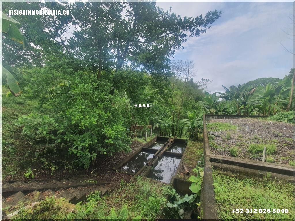 Lote en arriendo en Sector Plaza De Bolivar, Pereira, 5800 m² · foto 17 de 24