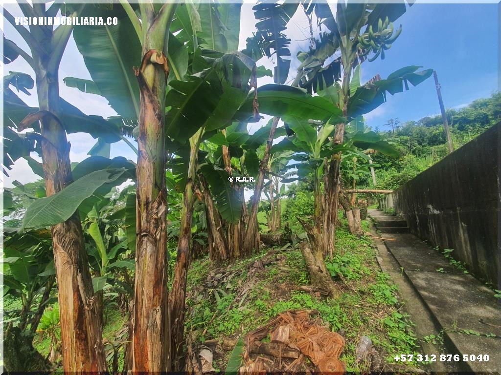 Lote en arriendo en Sector Plaza De Bolivar, Pereira, 5800 m² · foto 8 de 24