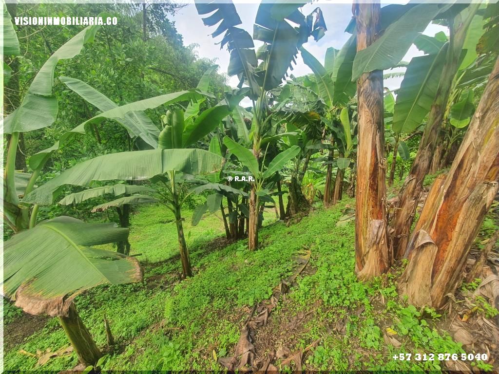 Lote en arriendo en Sector Plaza De Bolivar, Pereira, 5800 m² · foto 9 de 24