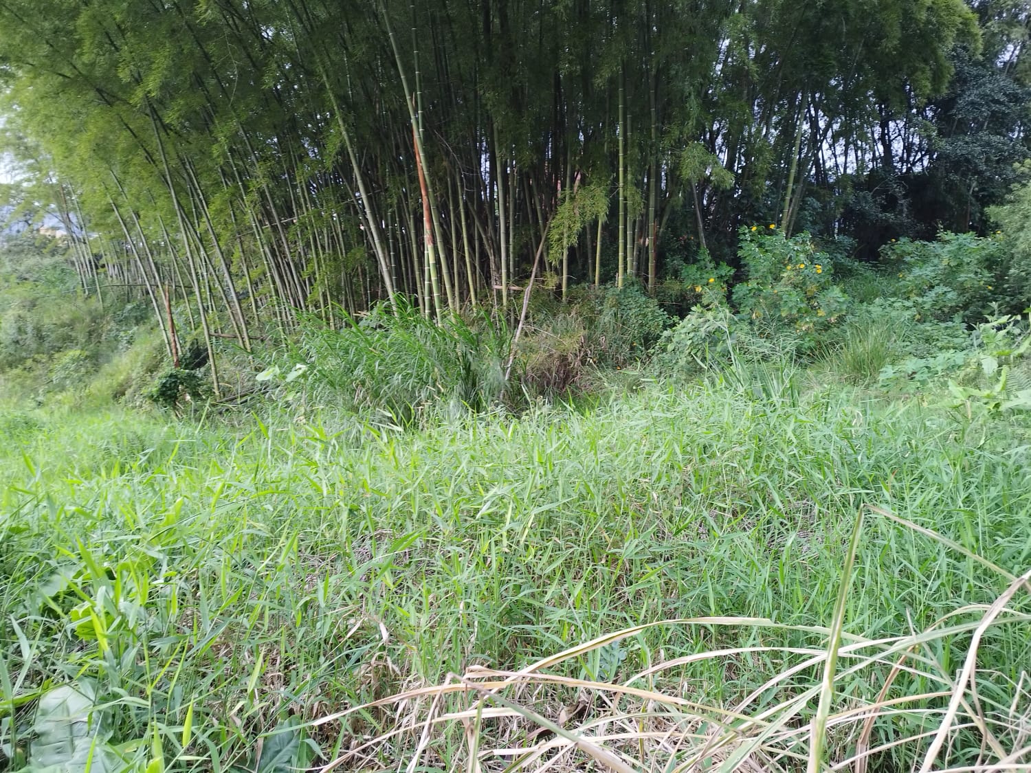Lote en venta en Loma El Atravesado, Envigado, 6000 m² · foto 4 de 17