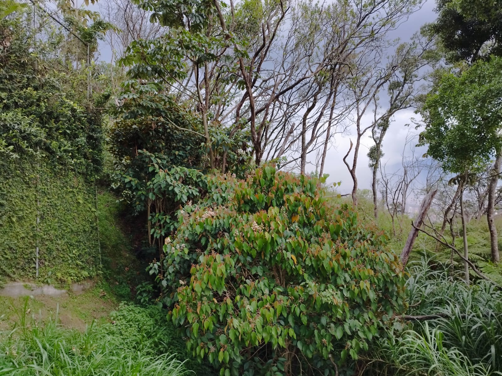 Lote en venta en Loma El Atravesado, Envigado, 6000 m² · foto 6 de 17