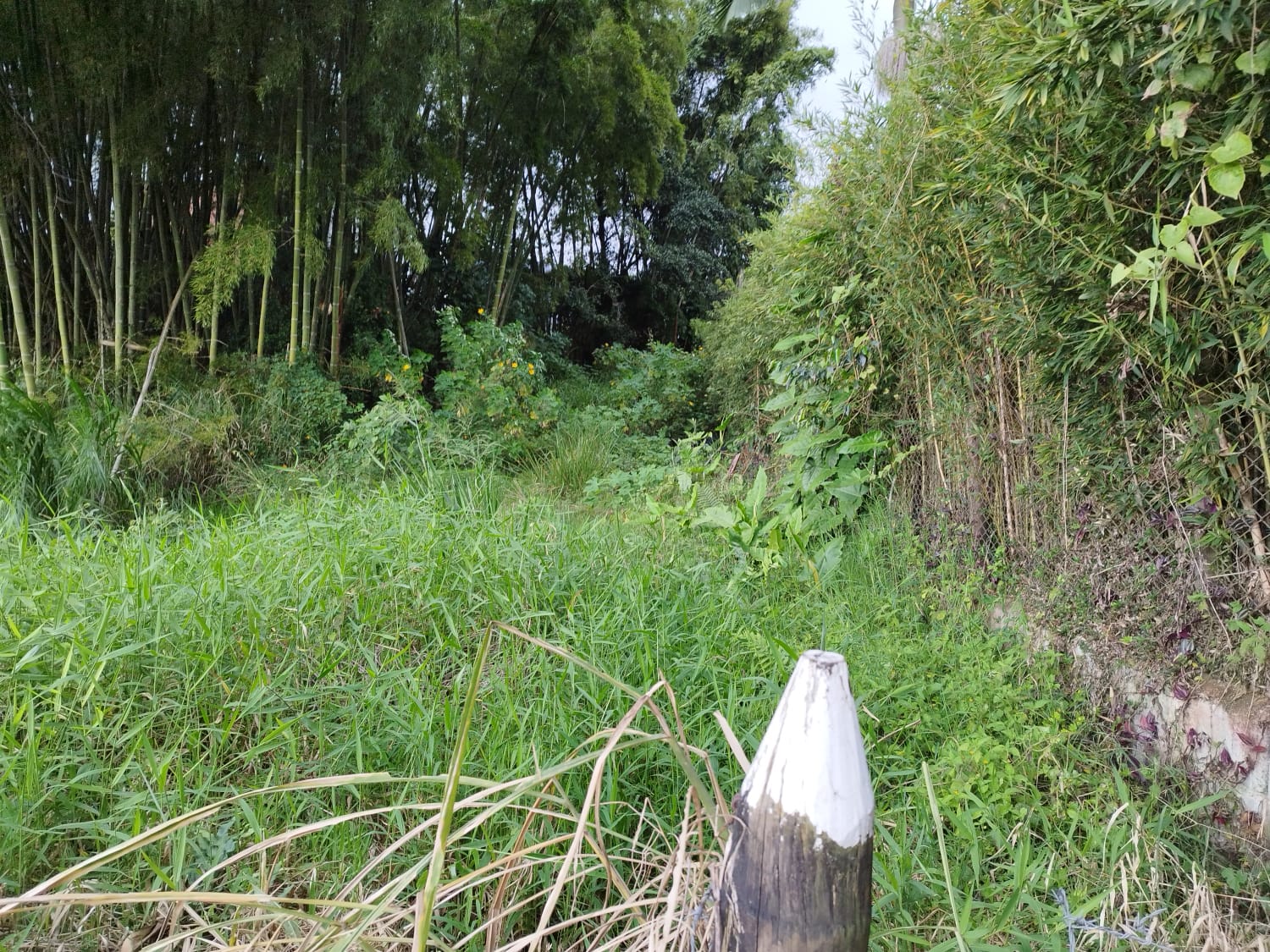 Lote en venta en Loma El Atravesado, Envigado, 6000 m² · foto 8 de 17