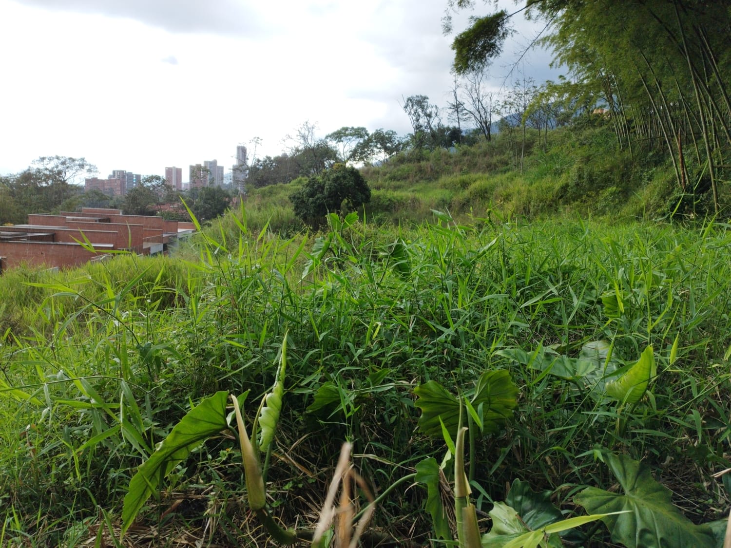 Lote en venta en Loma El Atravesado, Envigado, 6000 m² · foto 9 de 17