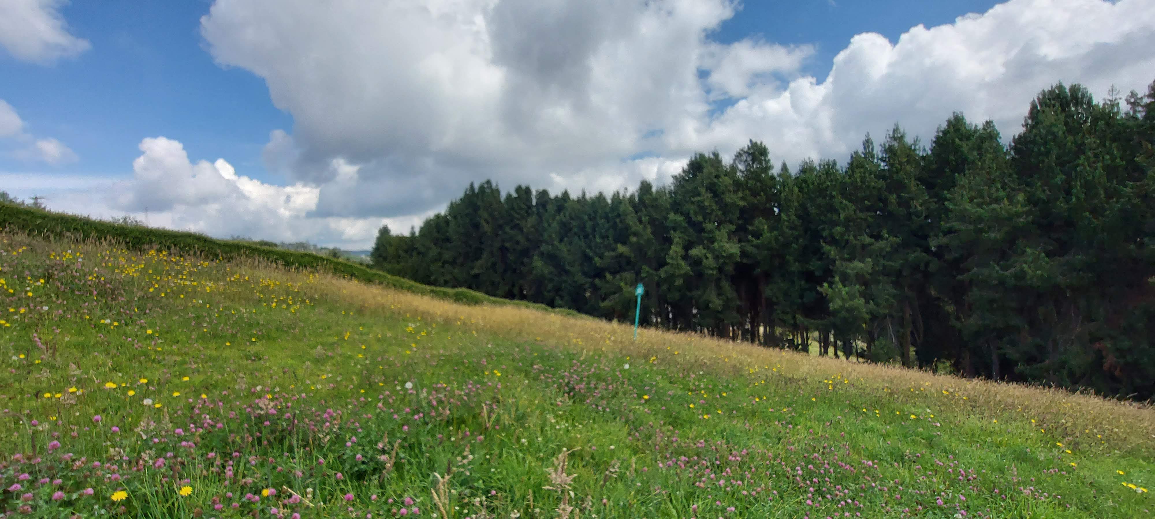 Lote en venta en El Hato, La Calera, 2457 m² · foto 2 de 6