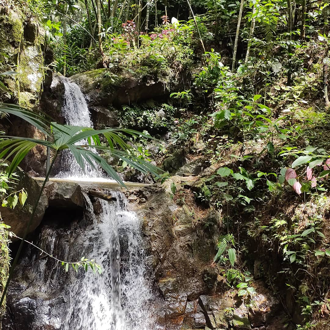 Finca en venta en Martinica Parte Baja, Ibagué, 55000 m² · foto 15 de 20