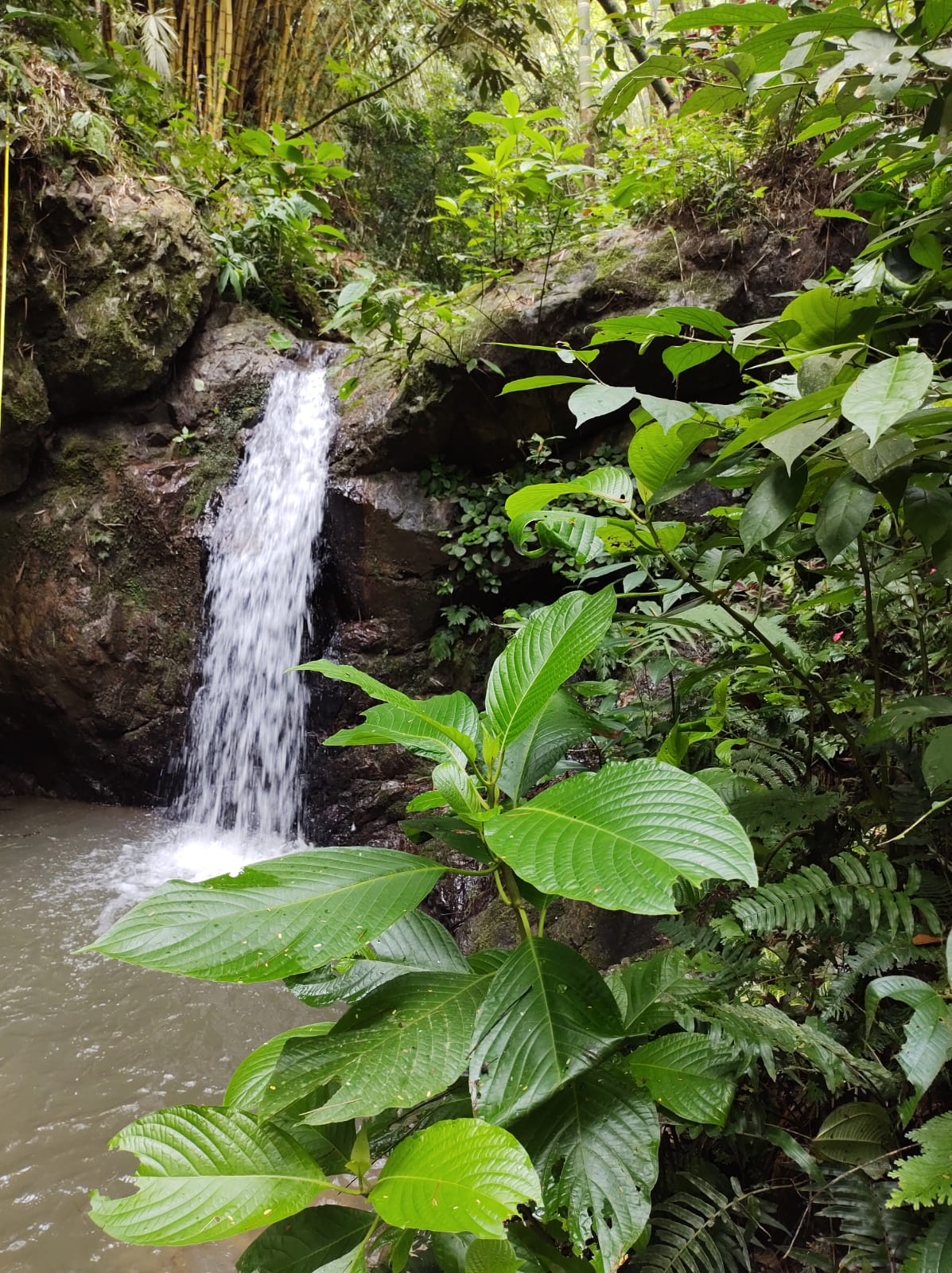 Finca en venta en Martinica Parte Baja, Ibagué, 55000 m² · foto 19 de 20