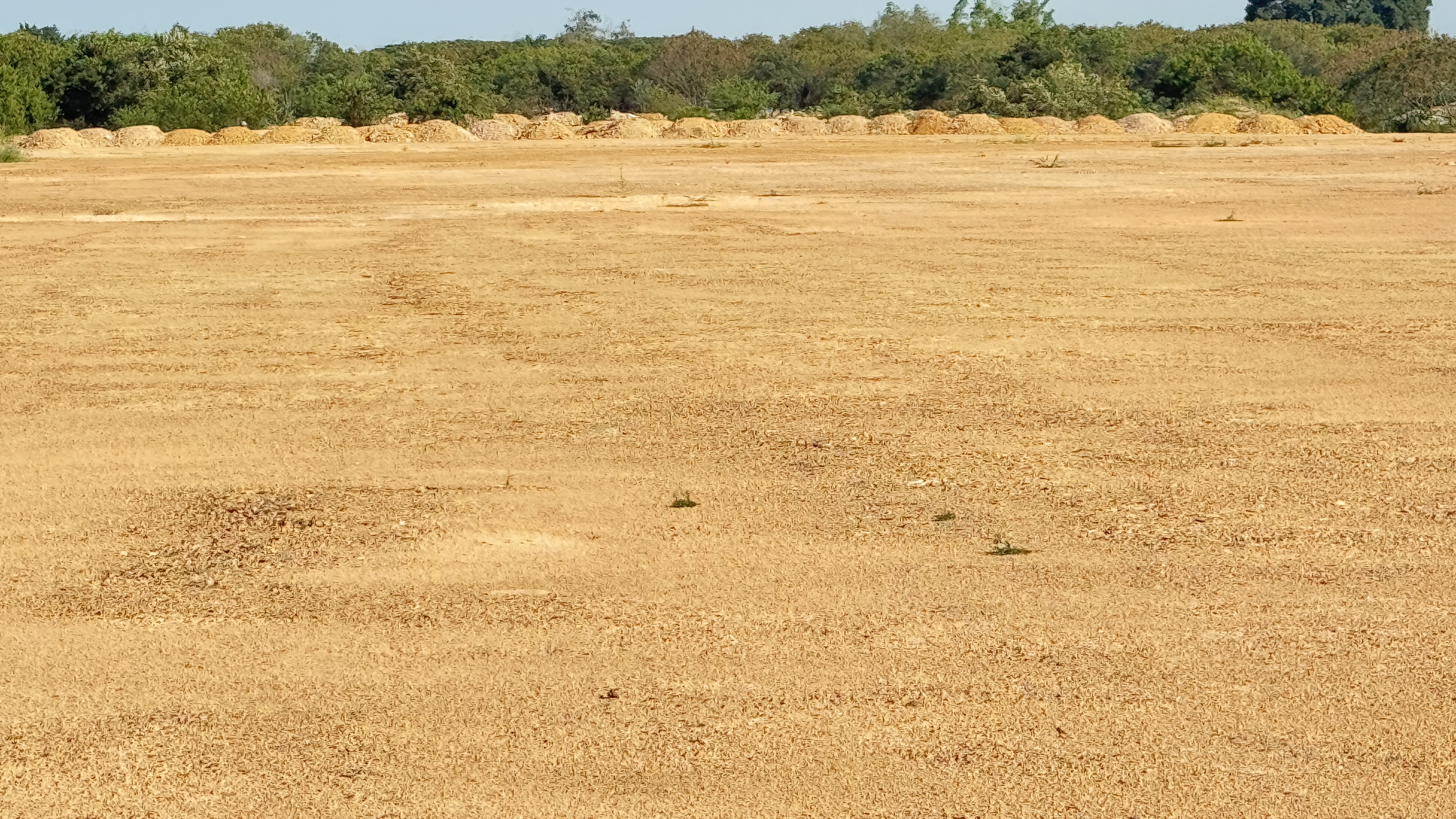 Lote en arriendo en Arroyohondo, Yumbo, 60000 m² · foto 20 de 24