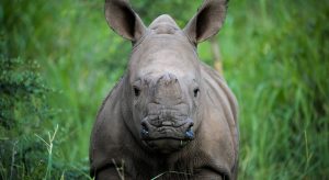 Safari Vacation Package at Mantis Founder's Lodge