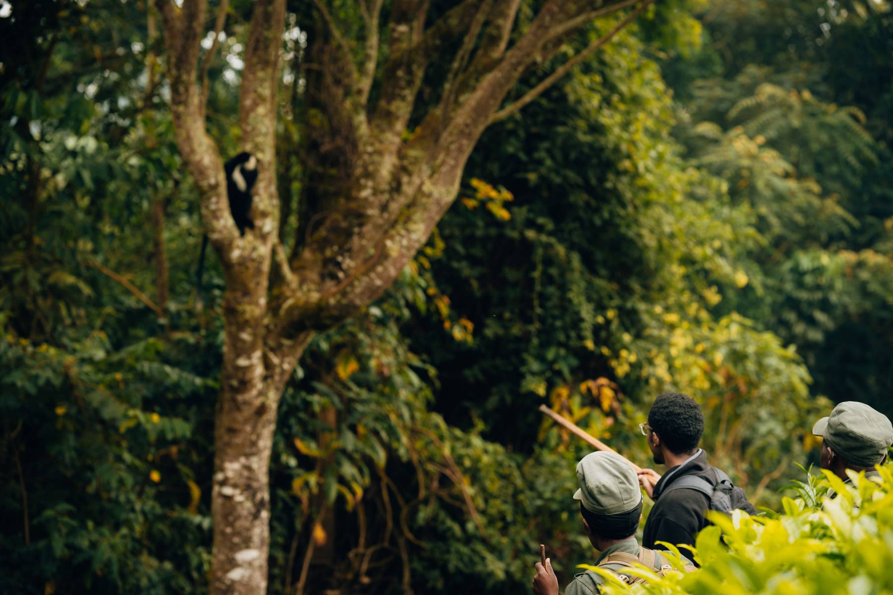 Face to Face with Rwanda’s Chimpanzees - Hotels, eco-lodges and waterways