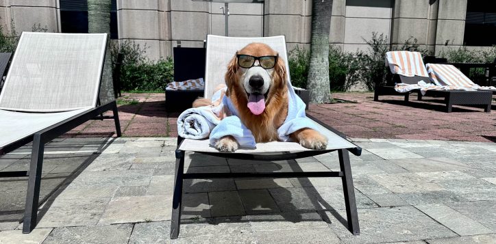 pet-friendly-2-copia