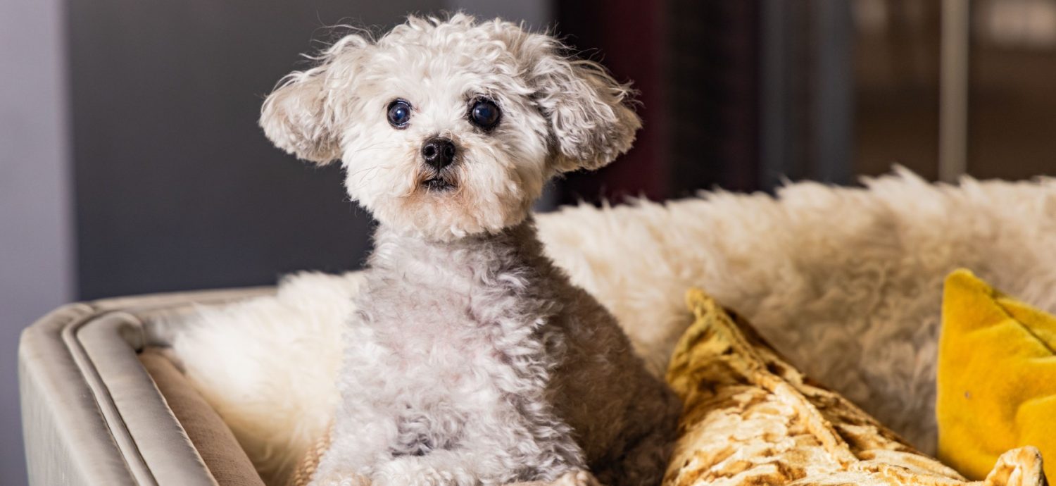 Photo of the hotel Sofitel Chicago Magnificent Mile: 15