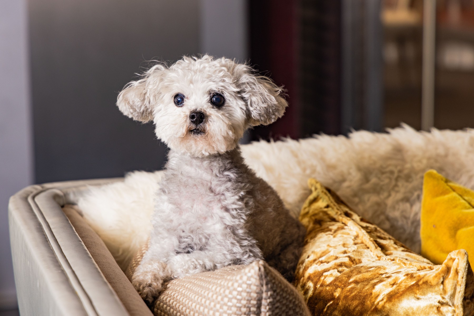 Photo of the hotel Sofitel Chicago Magnificent Mile: 15