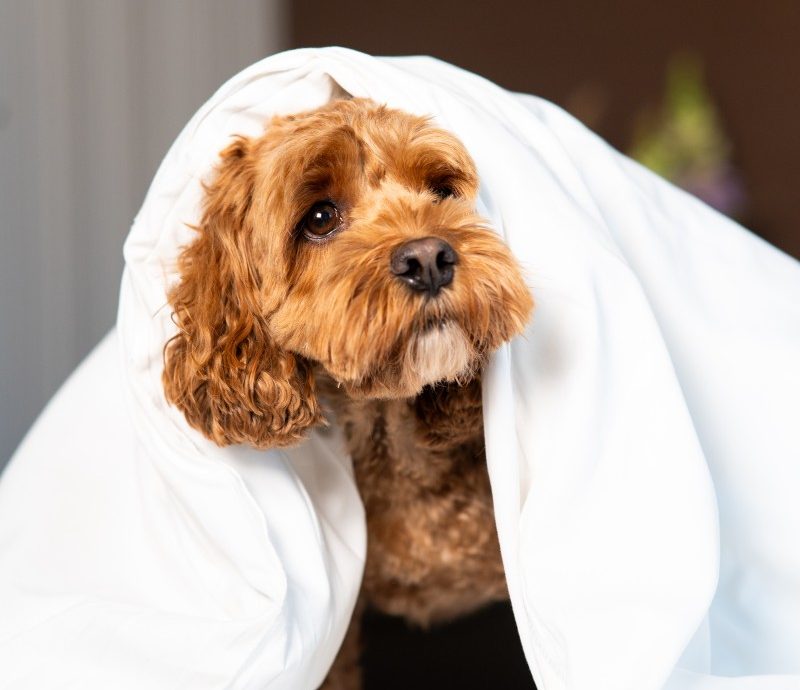 Photo of the hotel Sofitel Philadelphia at Rittenhouse Square: 09 05 2024 sofitel philly 0080