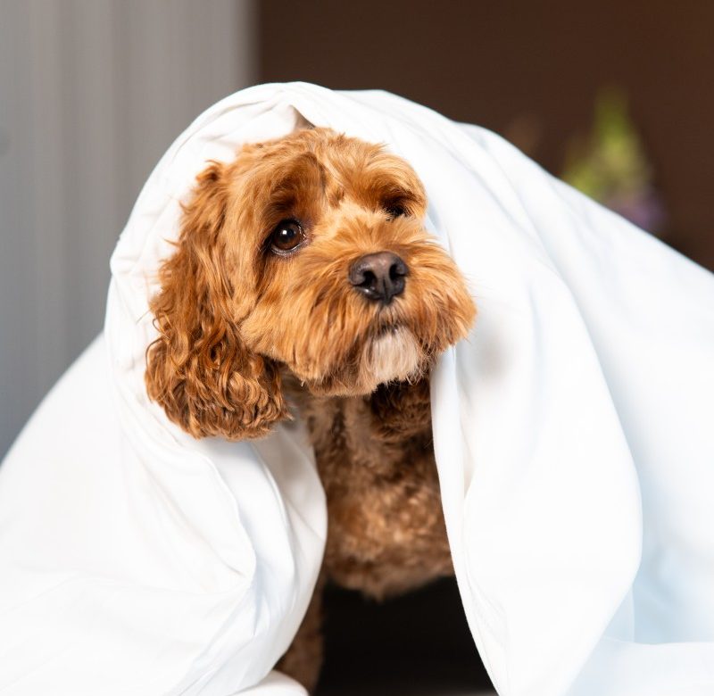 Photo of the hotel Sofitel Philadelphia at Rittenhouse Square: 09 05 2024 sofitel philly 0080