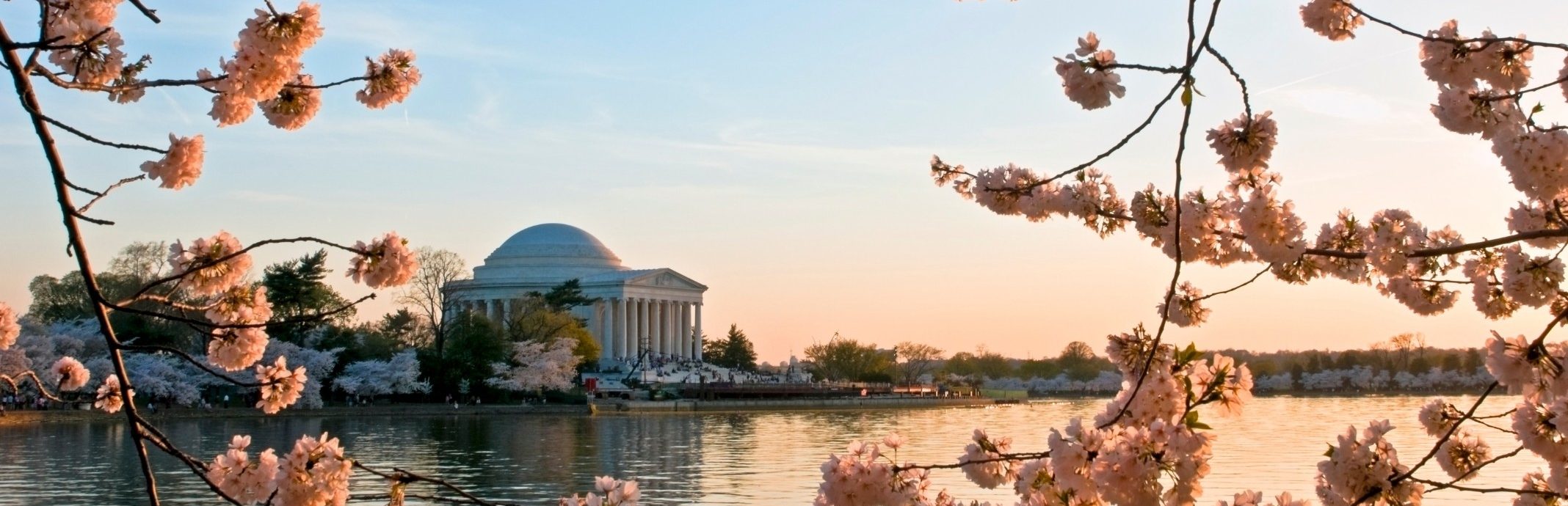 cherry blossom festival washington
