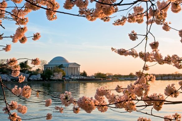 cherry blossom festival washington