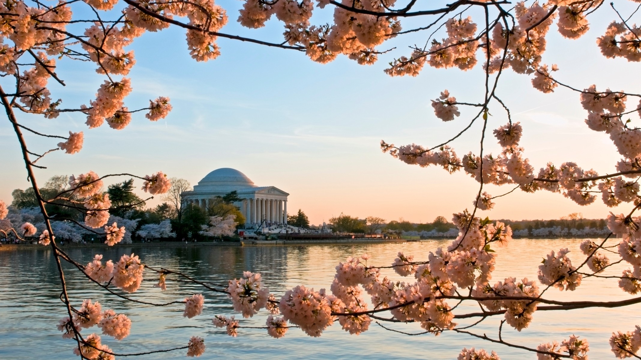 cherry blossom festival washington