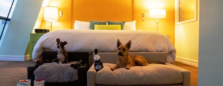 Photo of dogs on their dog beds in the hotel