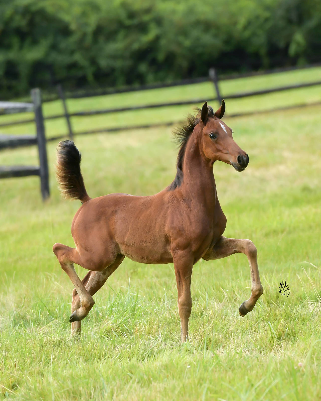 2019 bay colt IN Spector DGL (x Inception)