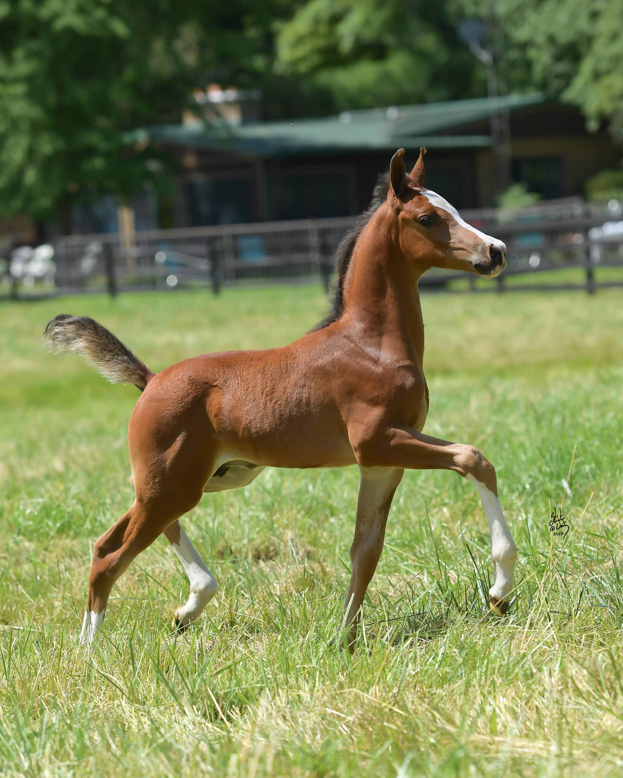 2019 bay colt (x Inception)